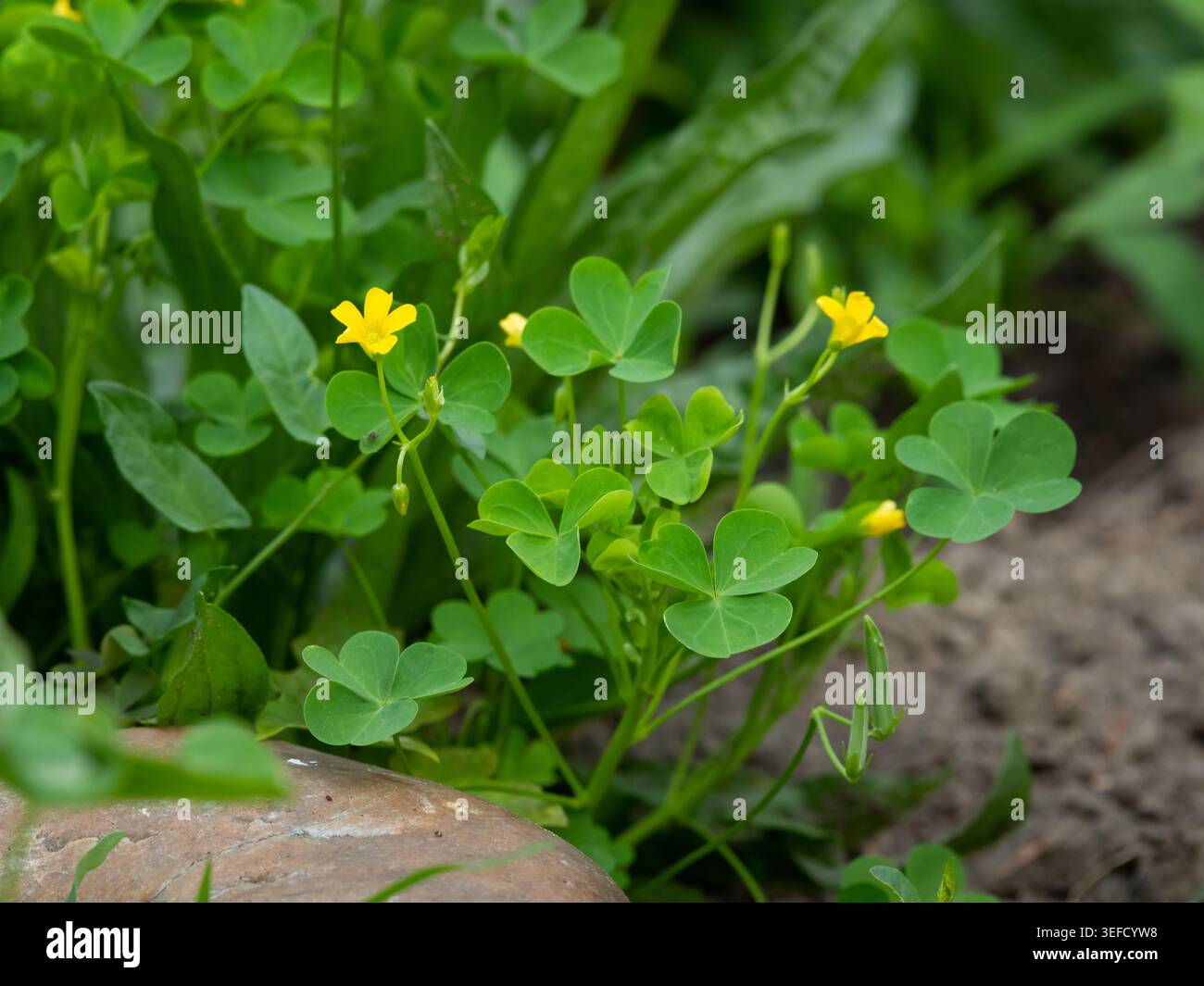 Piccolo ciuffo di legno giallo Oxalis stricta cinque fiori petali si nascondono tra foglie trifoliate a forma di cuore verde brillante alla base di una pietra in giardino. Foto Stock