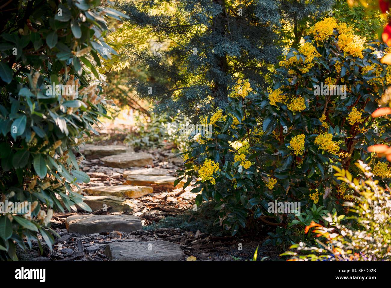 Splendida vista del giardino paesaggistico con sentiero e mahonia fiorente nel cortile di casa. Foto Stock