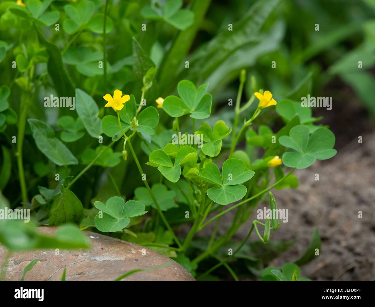 Minuscola ciuffa di legno giallo i fiori di Oxalis stricta si nascondono tra le foglie a forma di cuore minuscola ciuffa di legno giallo Oxalis stricta cinque fiori di petalo si nascondono tra b Foto Stock