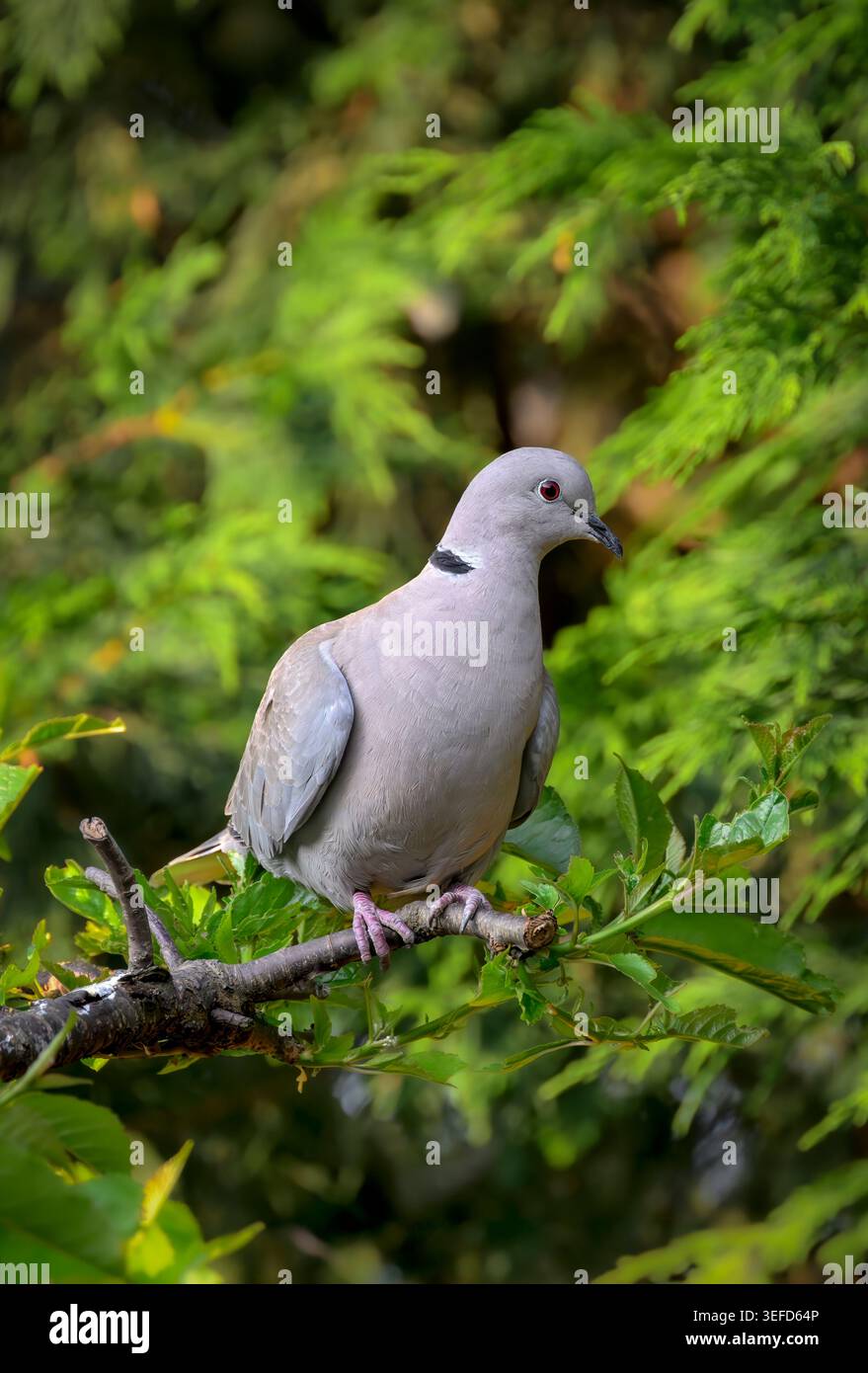 Colomba con colletto per adulti appollaiata su un ramo verde in giardino con sfondo sfocato verde, Regno Unito Foto Stock