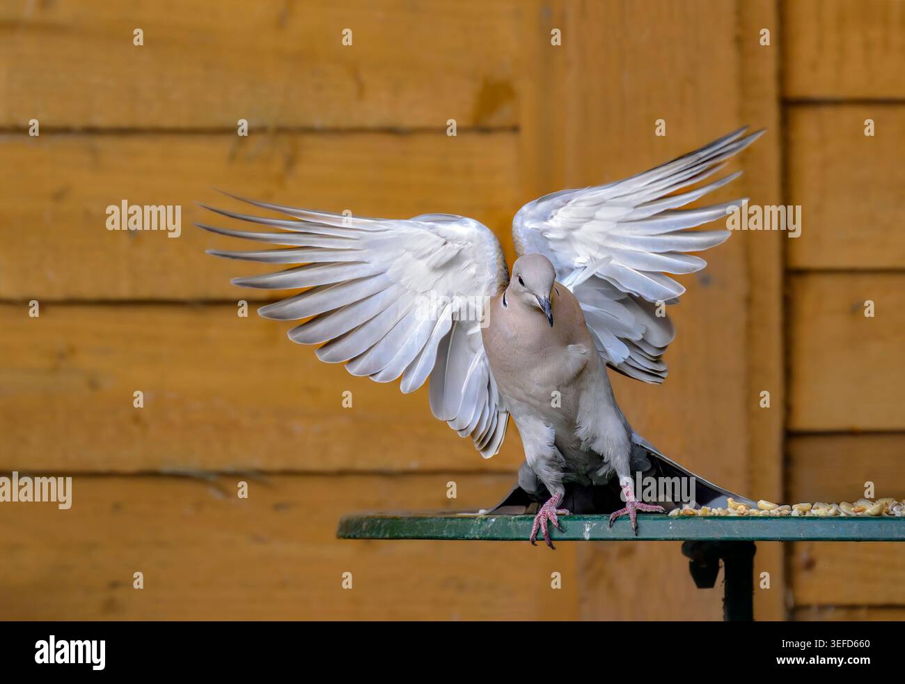 Colomba con colletto che atterra sul tavolo degli uccelli da giardino con ali spalmate su uno sfondo di recinzione in legno Foto Stock