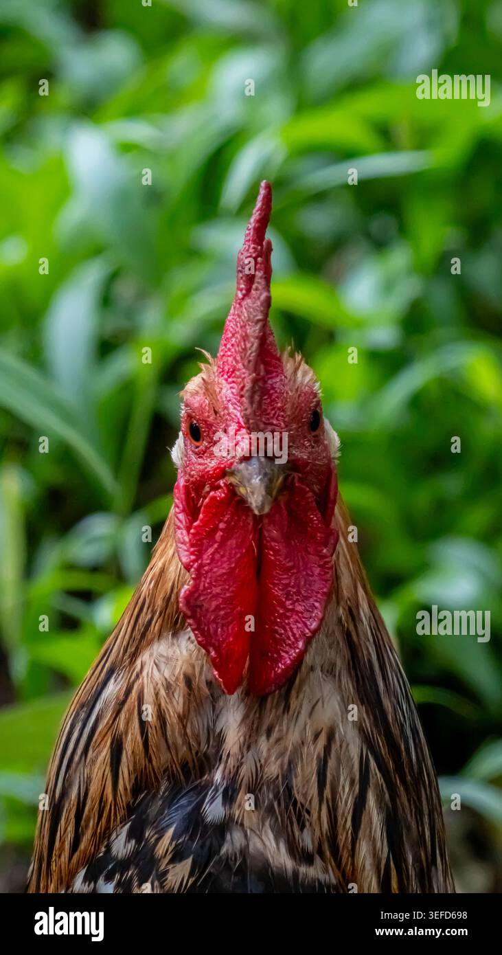Gallo colorato con piume rosse e verdi vivaci all'aperto in un villaggio rurale africano. Foto Stock