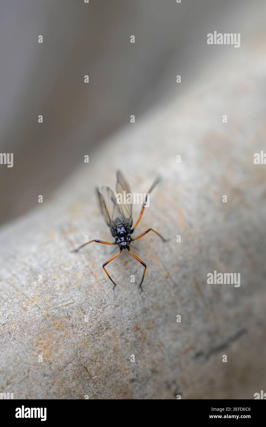 Alato maggiore afide di corteccia di abete nero (Cinara piceae), alato, in vista macro ravvicinata che mostra forma dispersa con ali trasparenti Foto Stock