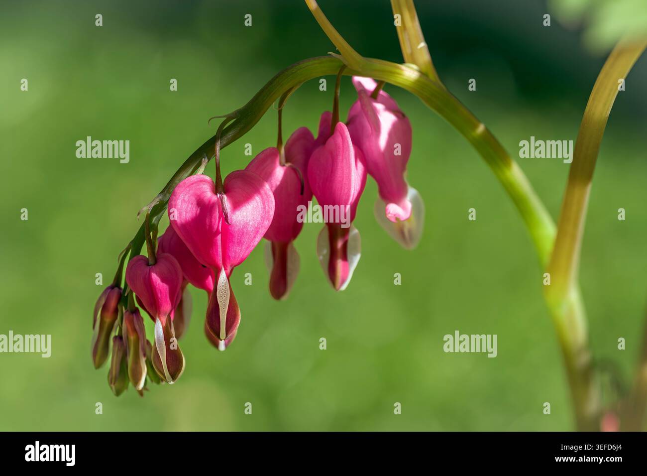 Fiori di cuore sanguinanti che crescono in un giardino durante la primavera con bassa profondità di campo e morbido sfondo verde, Bristol, Regno Unito Foto Stock