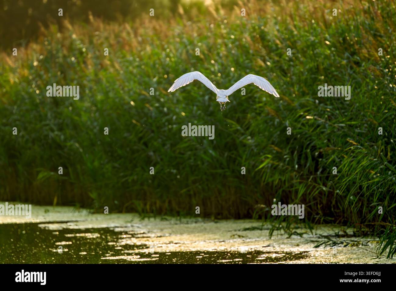 Grande egretta bianca che vola via sulle canne delle paludi con gocce d'acqua che cadono dai suoi piedi, Somerset Levels, Regno Unito Foto Stock