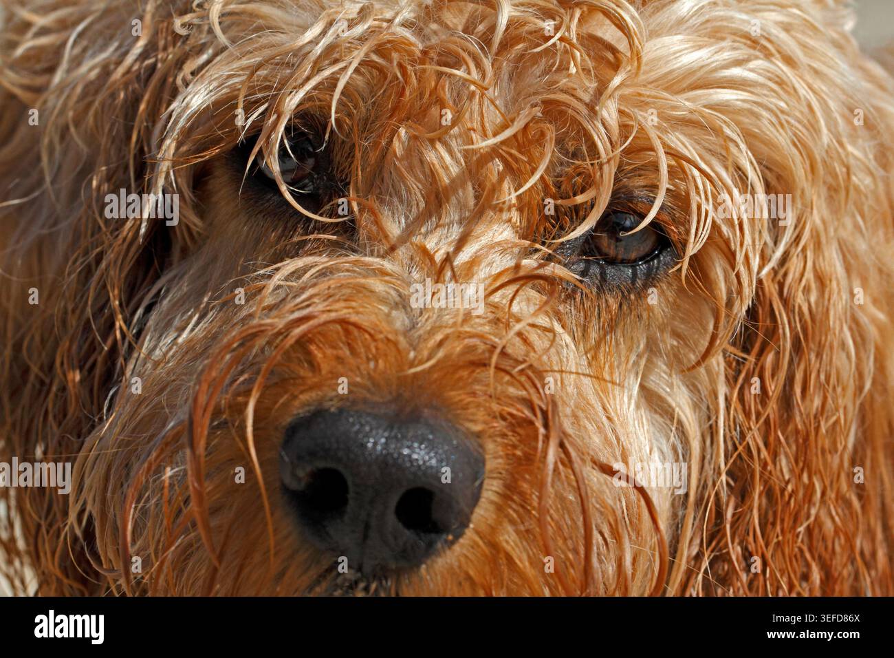 Shaggy faccia da cane bagnato, storia di cane Shaggy. E' una vita da cani, Cockerpoo. Foto Stock
