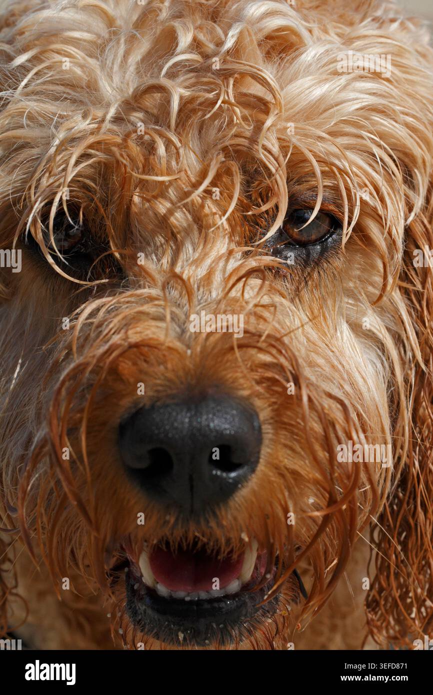 Shaggy faccia da cane bagnato, storia di cane Shaggy. E' una vita da cani, Cockerpoo. Foto Stock