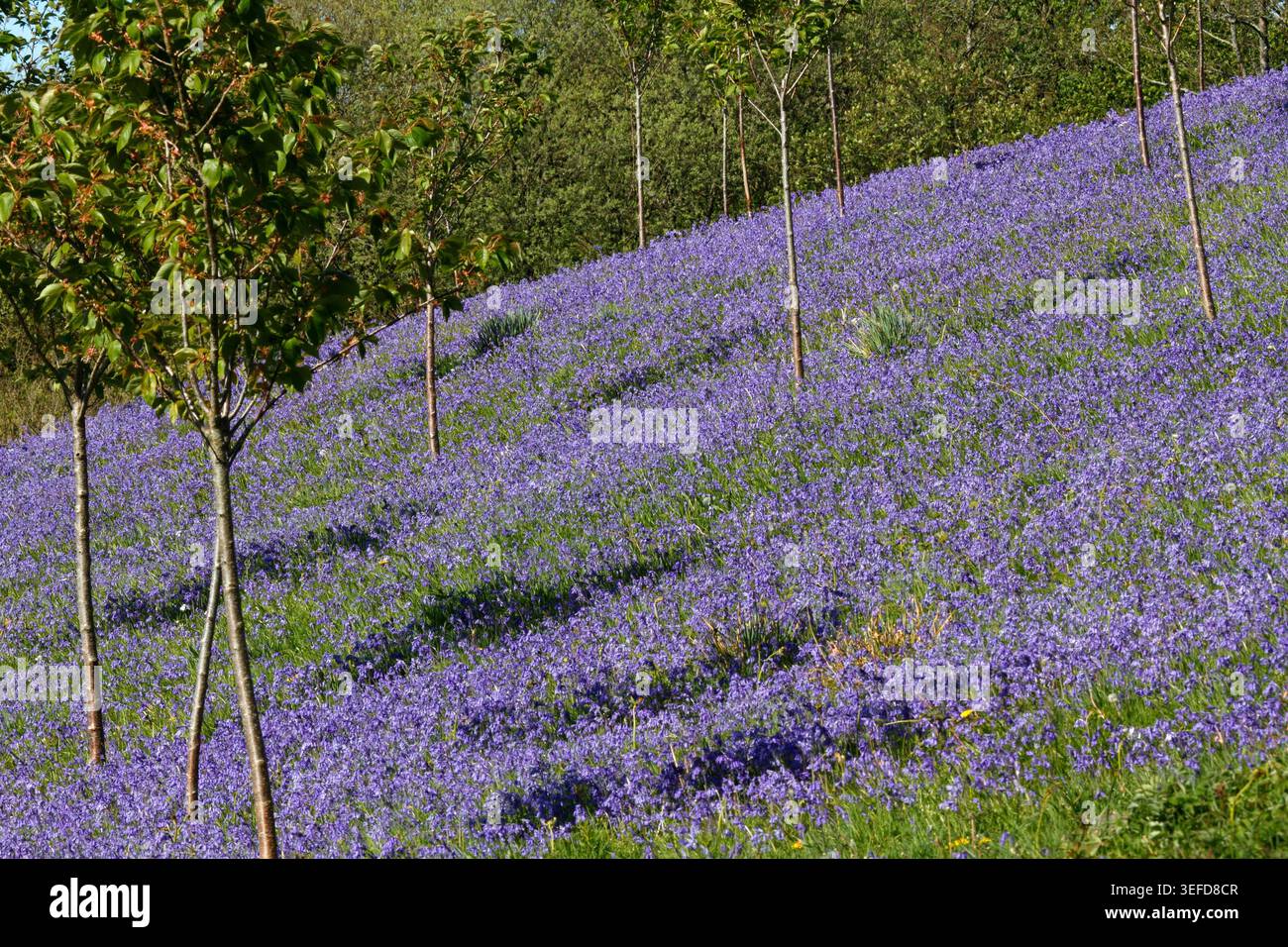 Banca di Bluebells che circonda piccoli alberi. Giardini botanici nazionali del Galles. Foto Stock