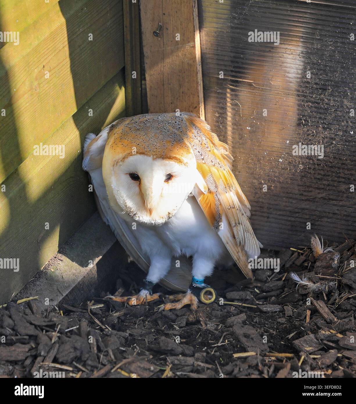 A Captive Barn Owl (Tyto alba), Cornovaglia, Inghilterra, Regno Unito Foto Stock