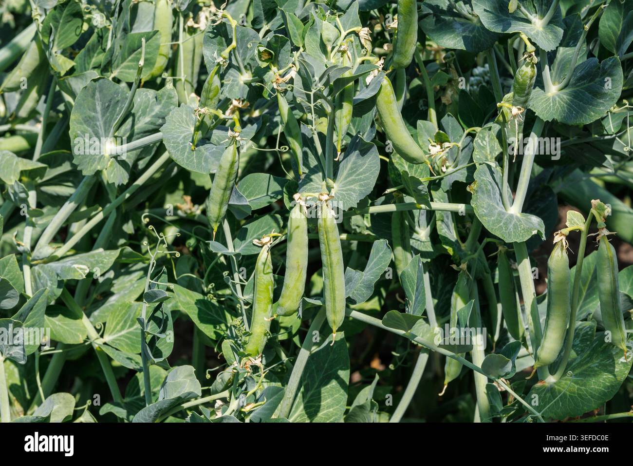 Baccelli di piselli verdi maturi appesi a piante agricole in campo aperto sotto la luce del sole. Concetto di agroalimentare commerciale, coltivazione di legumi, harves Foto Stock