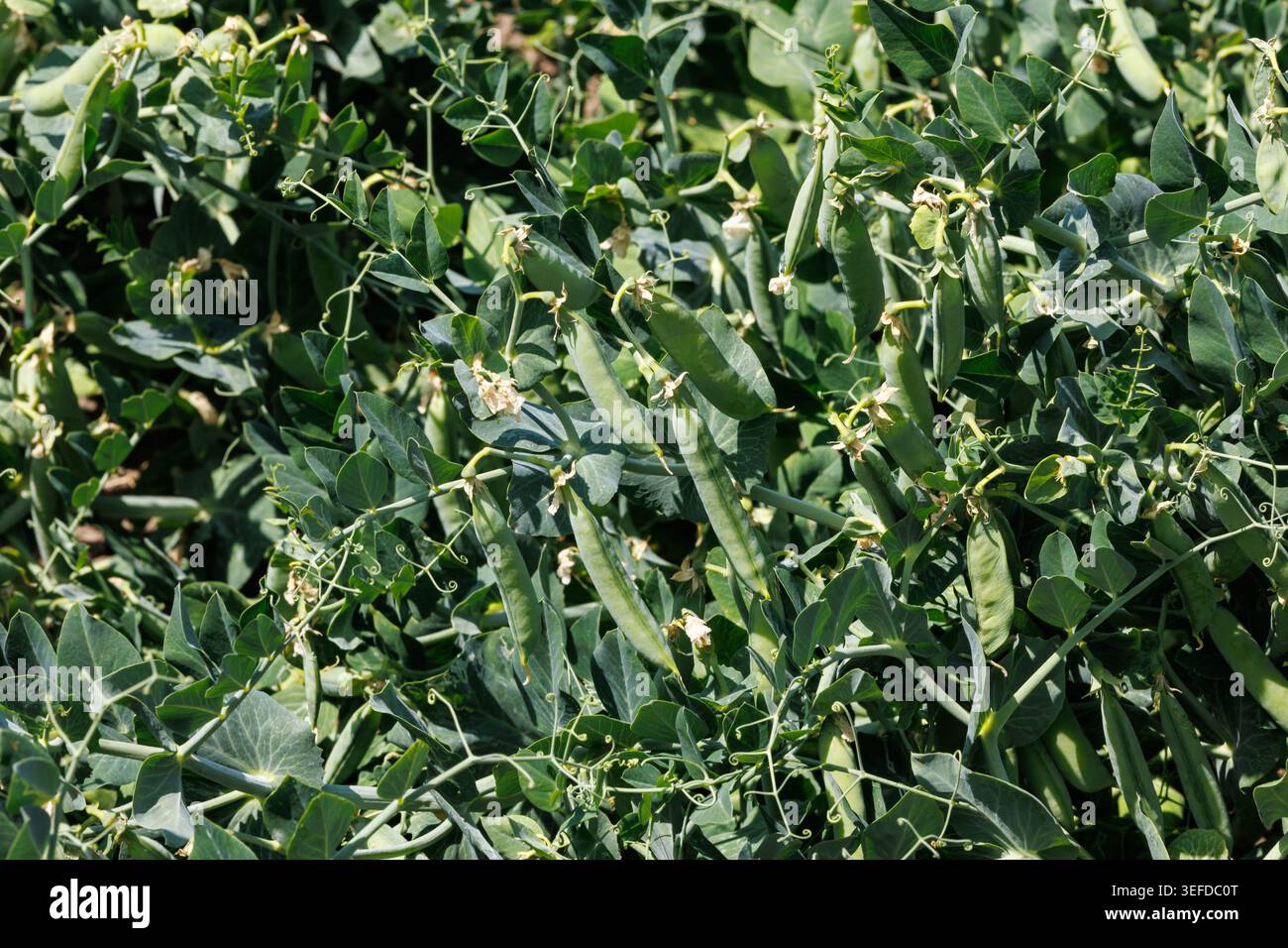 Abbondanza di baccelli di piselli verdi che maturano sulle viti in un campo agricolo commerciale. Contesto agricolo della coltivazione di legumi, stagione della raccolta e agribu Foto Stock