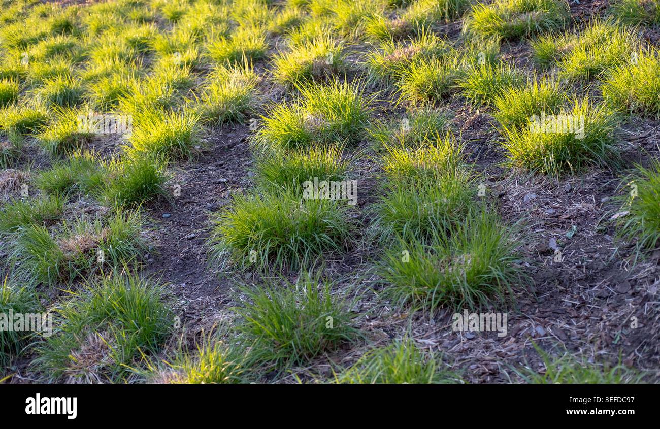 I ciuffi di erba verde brillante crescono in file su terreno pacciamato scuro durante l'ora d'oro. Foto Stock