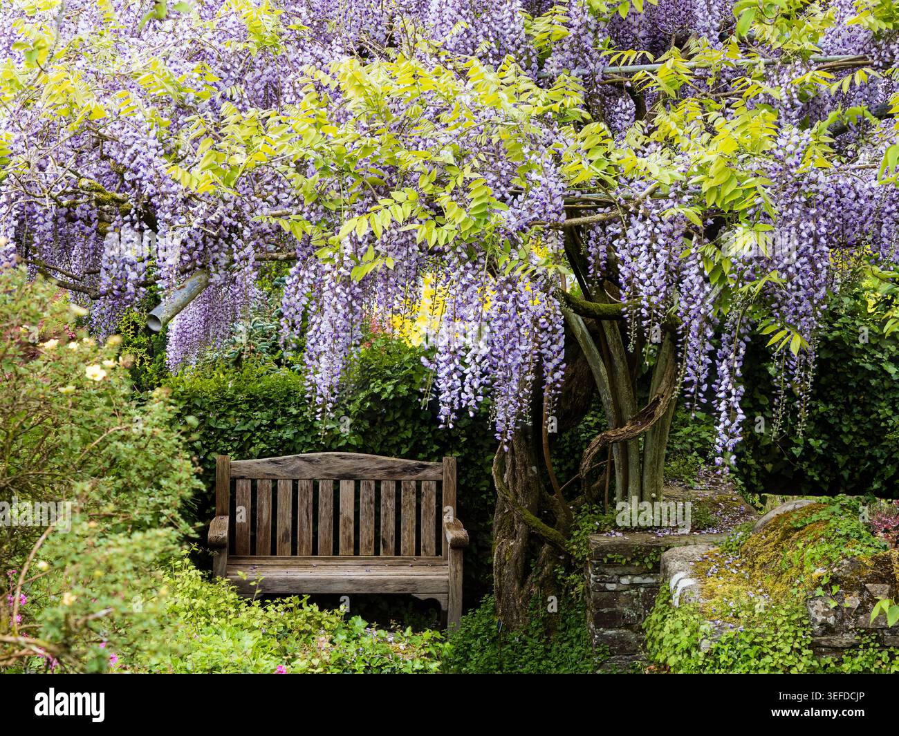 I fiori bianchi e blu della tarda primavera sono appesi su una panchina da giardino nei penzolanti racemi della Wisteria floribunda 'Burford' Foto Stock