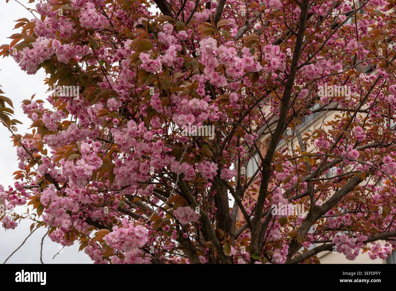 I grappoli di ciliegi rosa fioriscono sui rami degli alberi, il fitto fogliame primaverile crea uno sfondo botanico stagionale con texture naturali, tonalità pastello Foto Stock