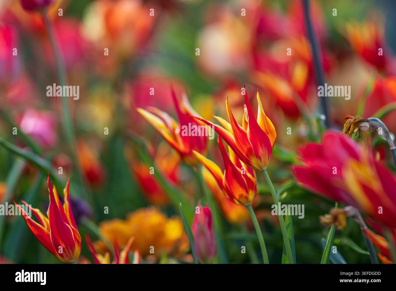 Tulipani con petali appuntiti dalle tonalità ardite Foto Stock
