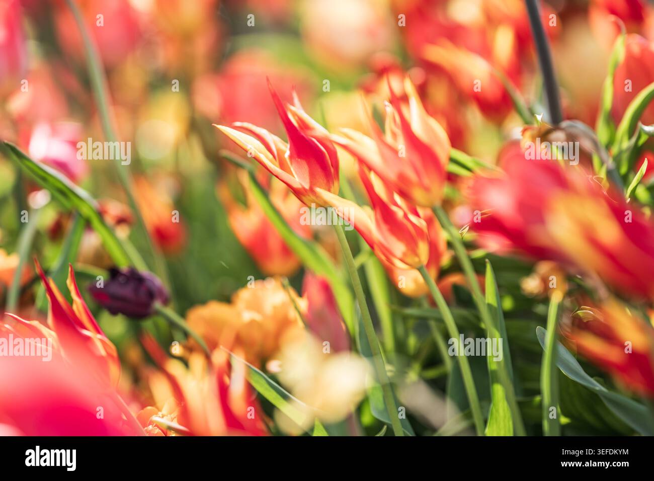 Tulipani rossi e arancioni fioriscono alla luce del sole Foto Stock