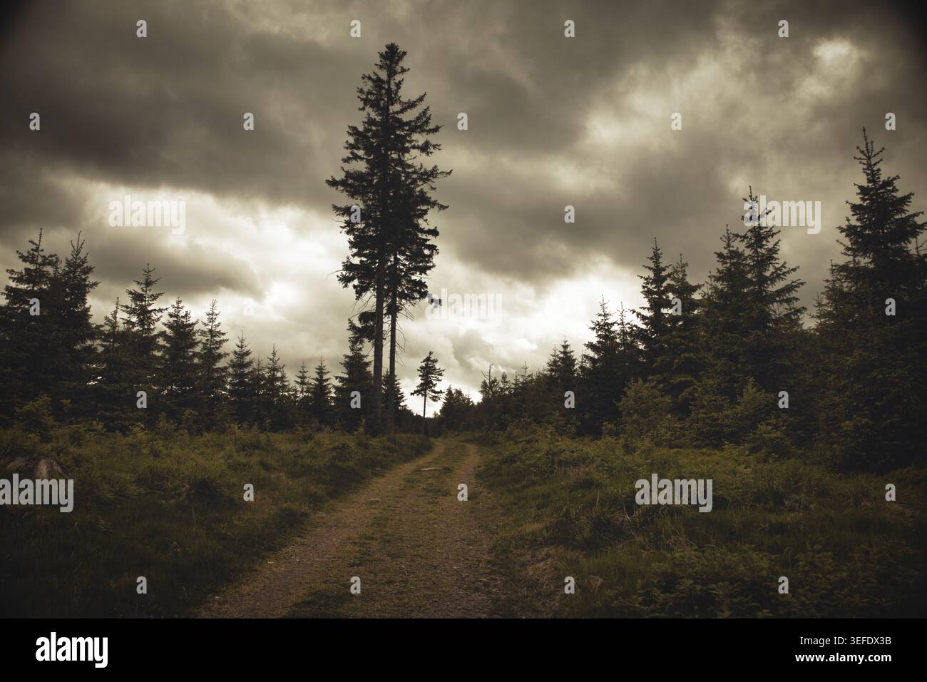 Sentiero nella foresta Moody sotto spettacolari nuvole di tempesta con un alto pino centrale, illuminazione soffusa, toni terrosi, suggestivo paesaggio all'aperto Foto Stock