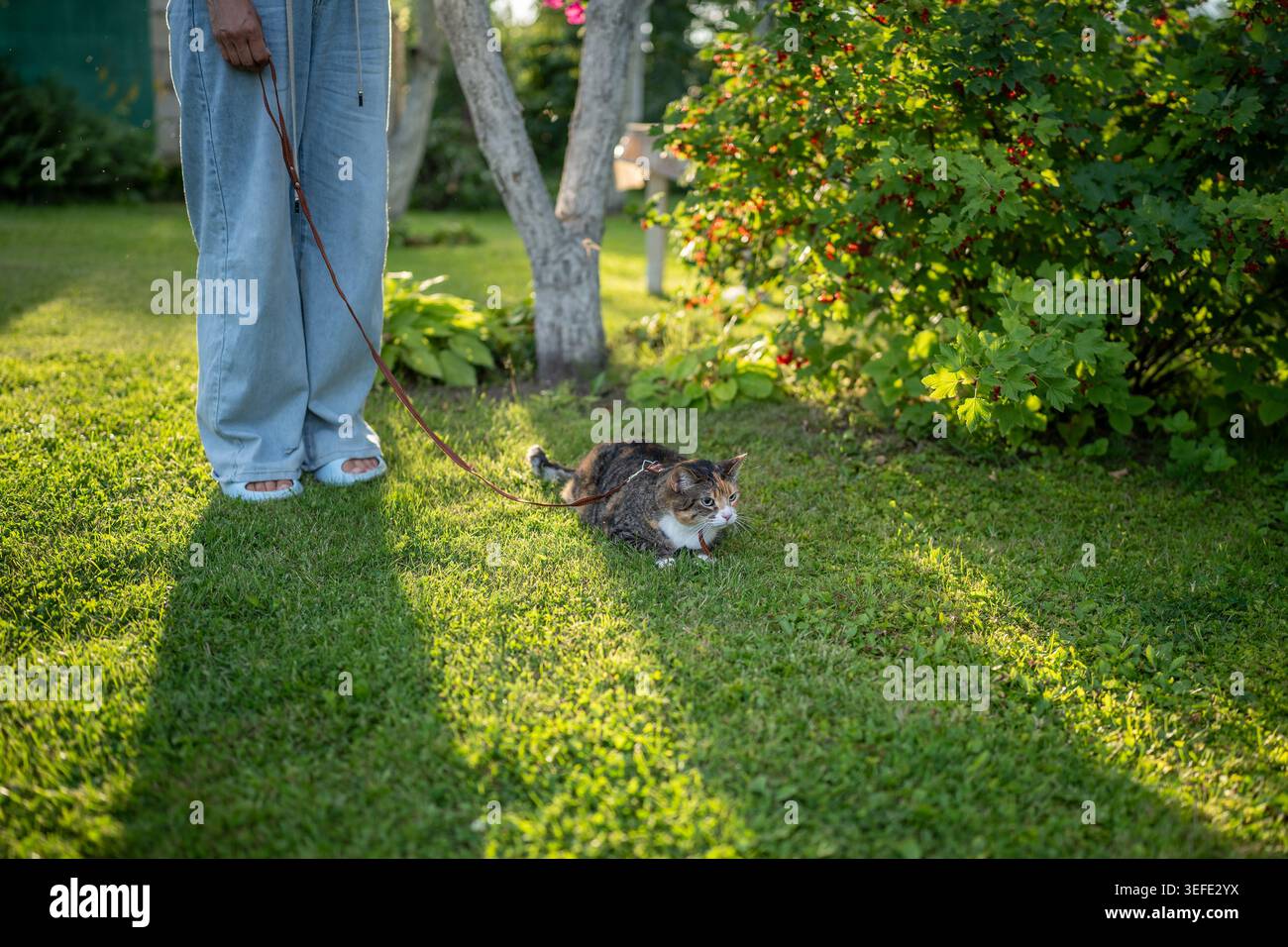 Gattino domestico stressato che esplora la natura camminando al guinzaglio insieme a una donna premurosa proprietaria di animali domestici. Foto Stock