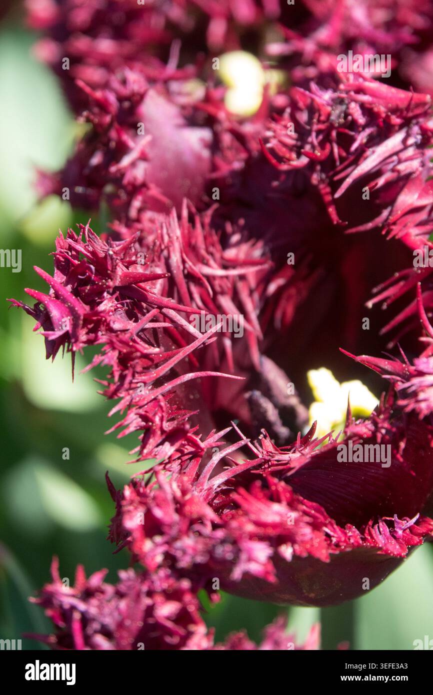Fiore orlato di color marrone scuro di Tulip Tulipa 'Labrador' con frange in un giardino primaverile Foto Stock
