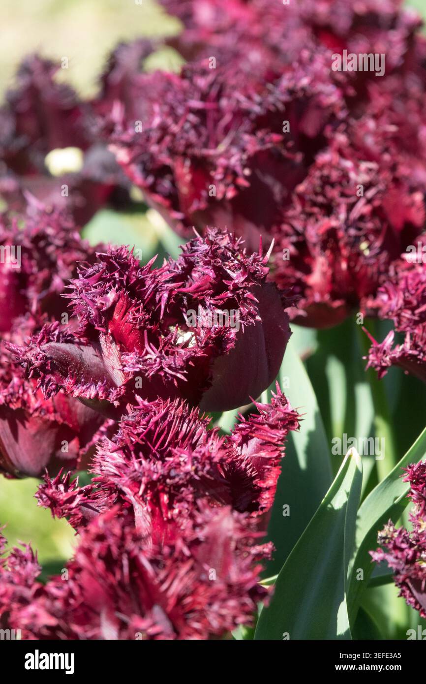 Fiore orlato di color marrone scuro di Tulip Tulipa 'Labrador' con frange in un giardino primaverile Foto Stock