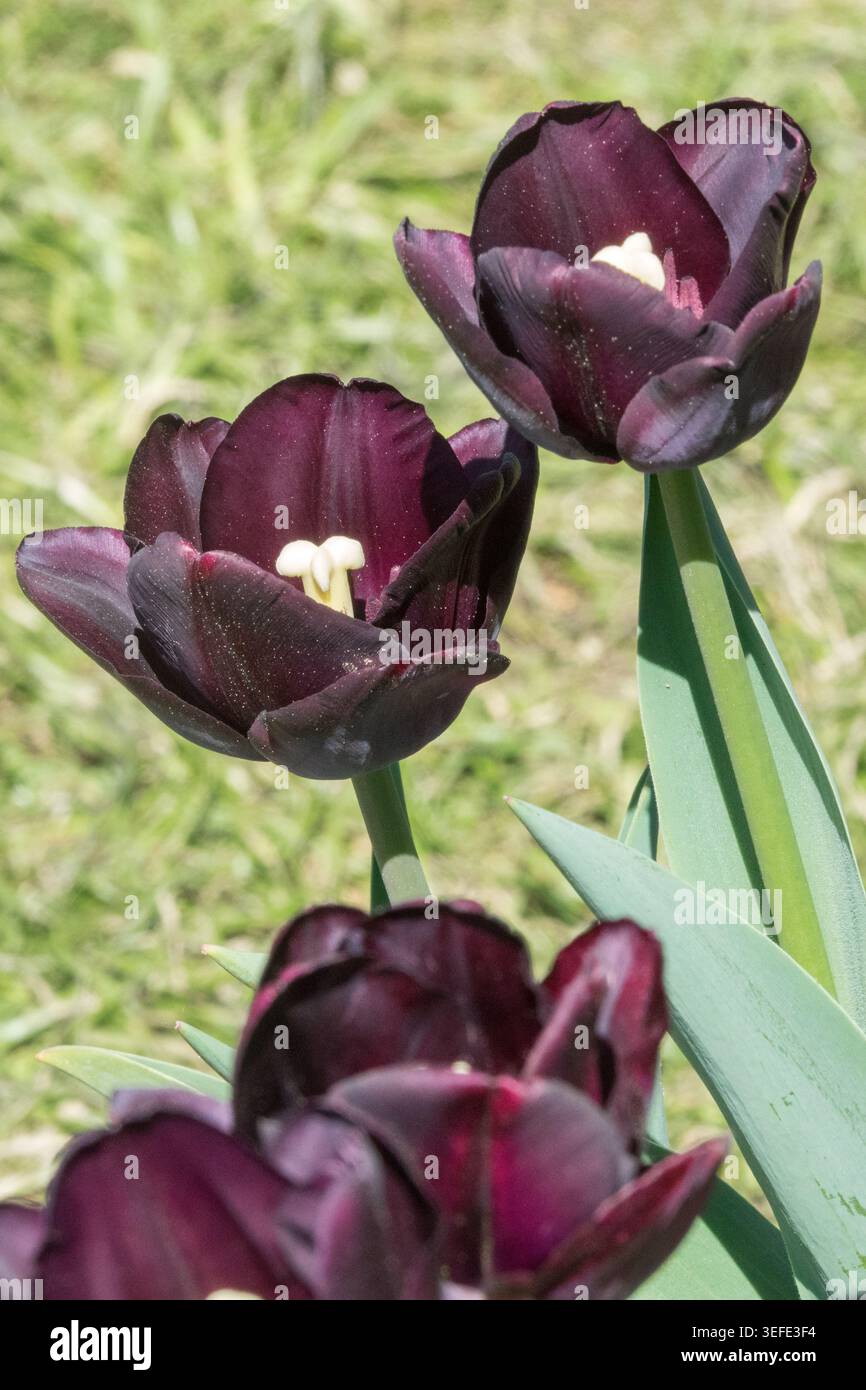 Fiori color marrone scuro viola di Triumph Tulip Tulipa "Paul Scherer" con stami bianchi in un giardino primaverile Foto Stock