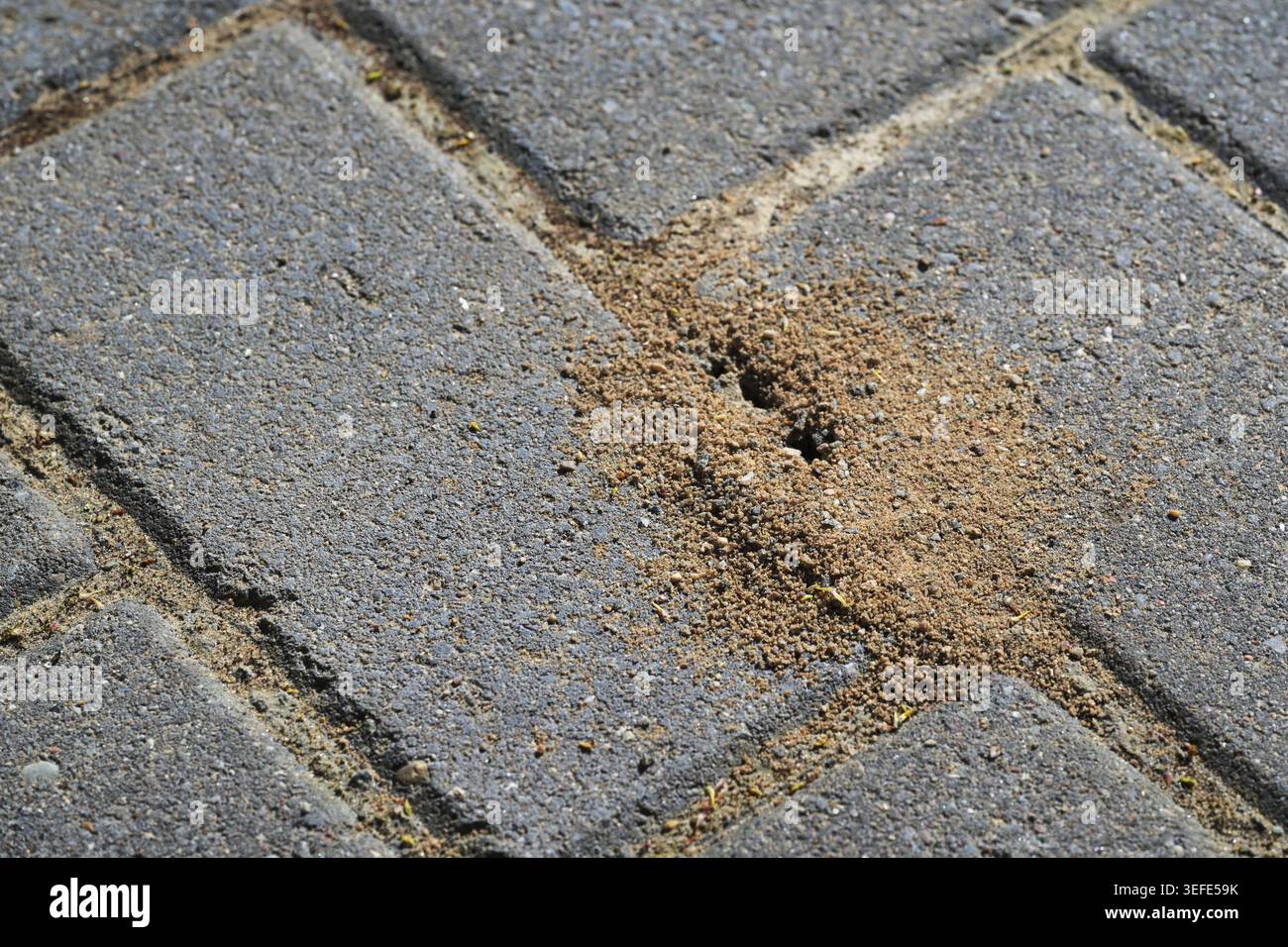 Nidificano nel marciapiede, gli insetti minano le pietre di un patio o di un sentiero scavando sabbia fuori dalle articolazioni, copiando spazio, messa a fuoco selezionata, stretto Foto Stock