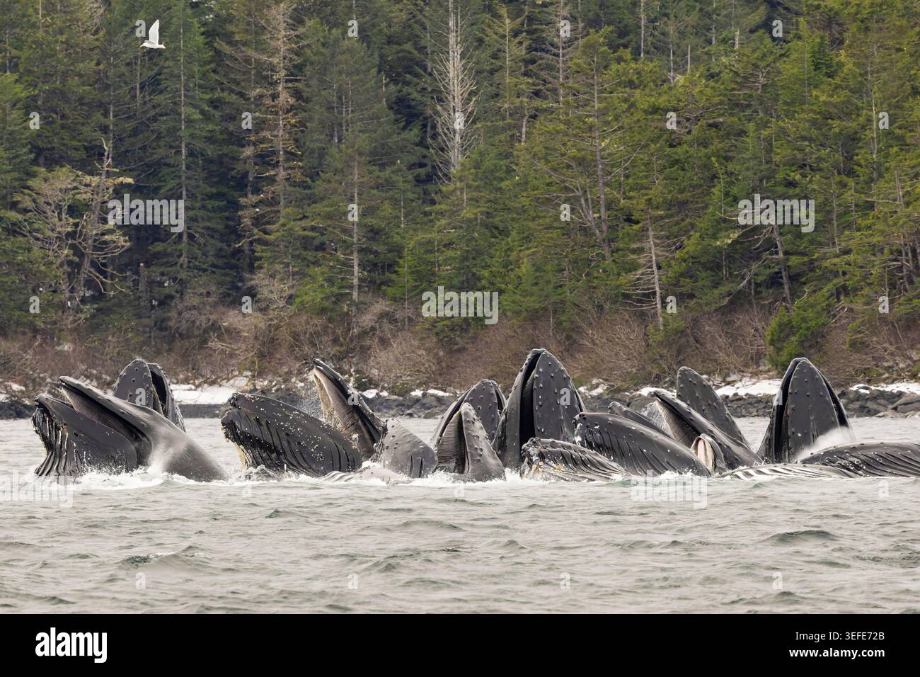 Humpback Whales bobble NET che si nutrono di aringhe a Sitka Sound, nel sud-est dell'Alaska. Foto Stock