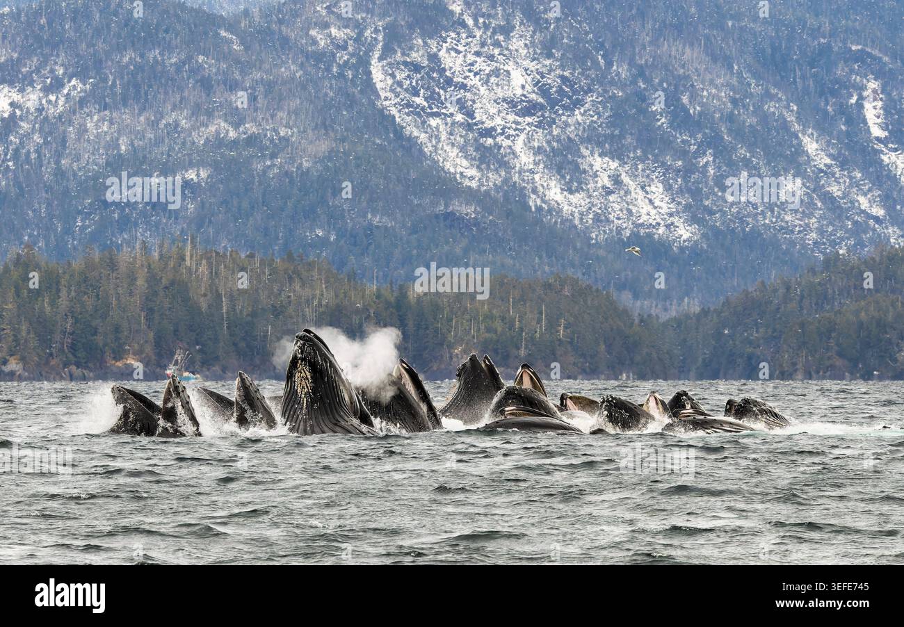 Humpback Whales bobble NET che si nutrono di aringhe a Sitka Sound, nel sud-est dell'Alaska. Foto Stock
