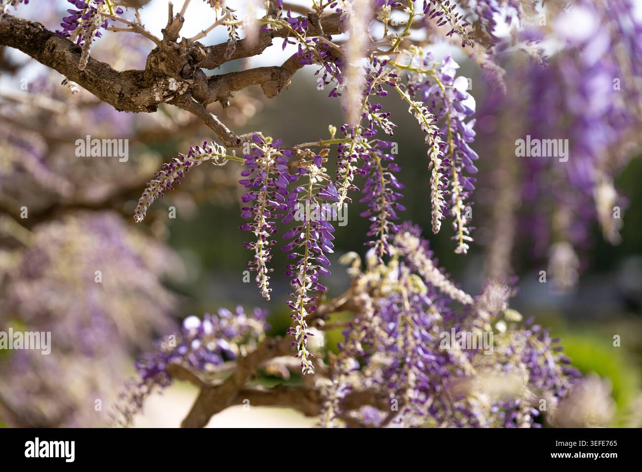 La Wisteria cinese (Wisteria sinensis) o la Wisteria giapponese (Wisteria floribunda), entrambe viti da arrampicata comuni note per il loro pur a cascata Foto Stock