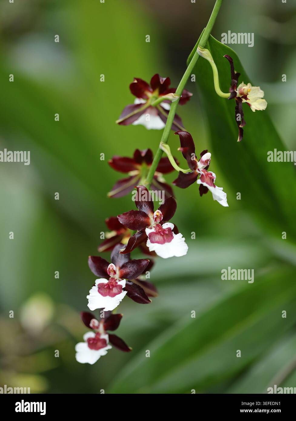 Oncidium Orchid, Oncidium Jungle Monarch "Black Pearl", Orchidaceae. Ibrido. Foto Stock