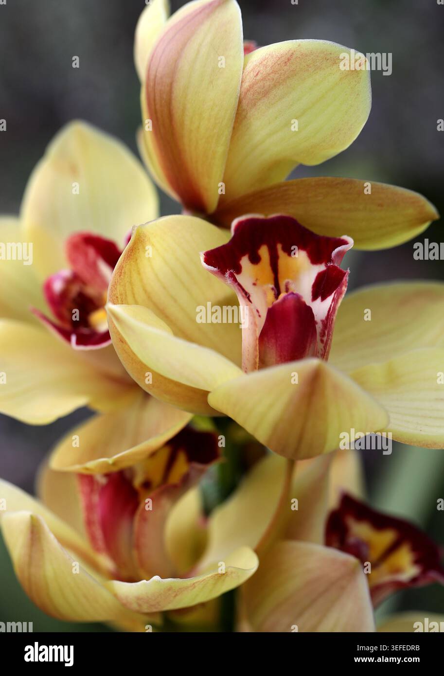 Fiori di Orchidea Ornamentale rossi e gialli, Orchidea Cymbidium Hybrid, Orchidaceae. Asia. Foto Stock