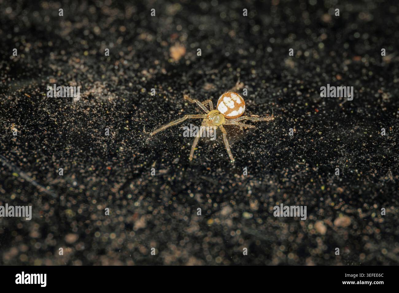 Una foto macro dettagliata di un piccolo ragno con motivi marroni e bianchi che cammina su una superficie nera lucida e ruvida disseminata di particelle di polvere Foto Stock