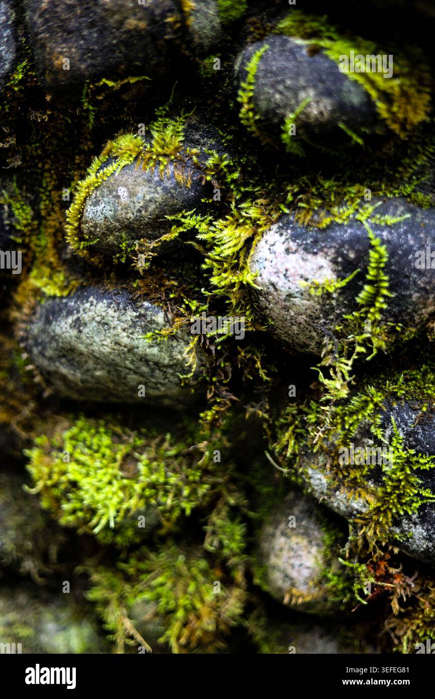Pietre coperte di muschio della riva del fiume Foto Stock