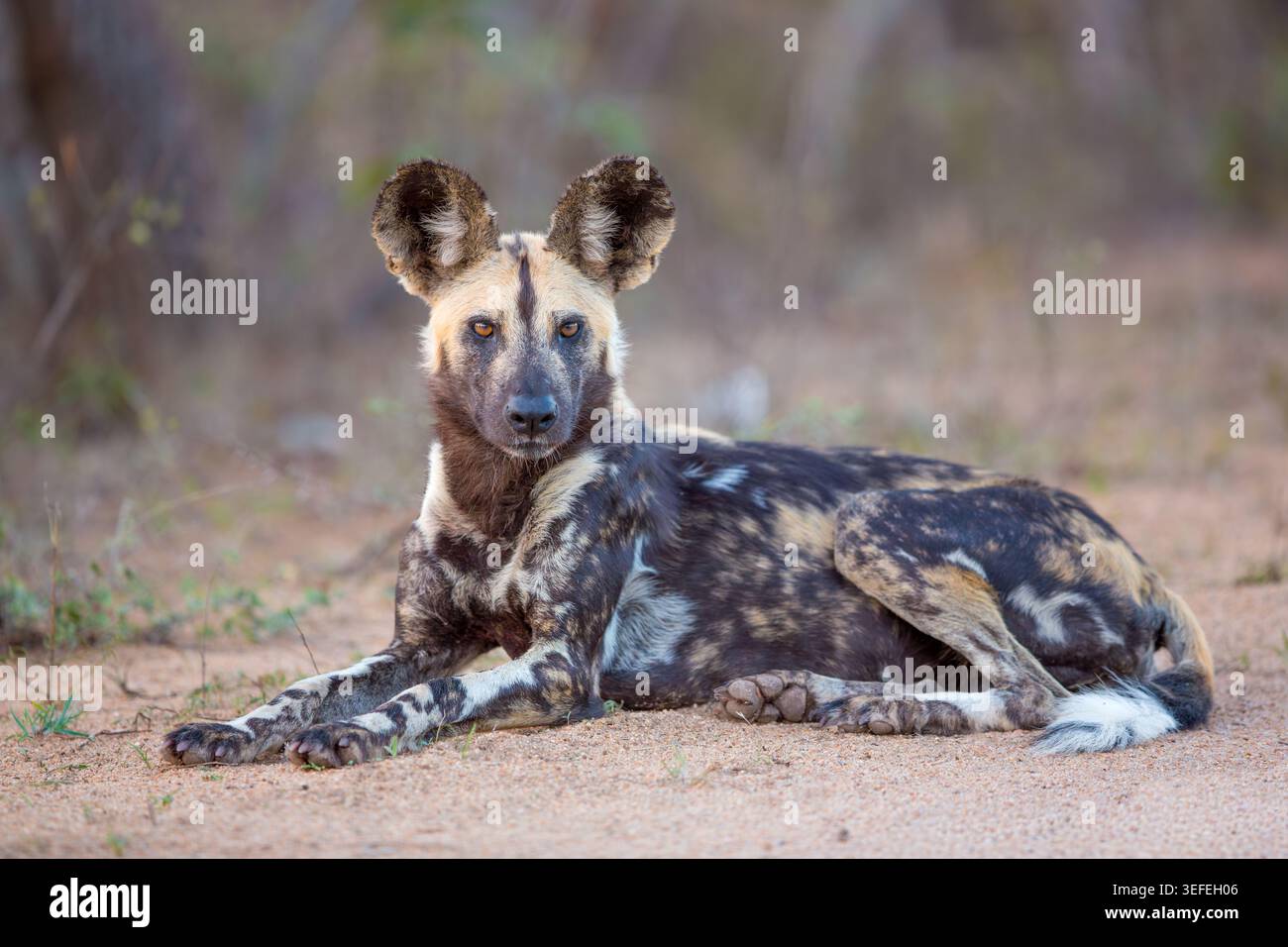 Un cane selvaggio africano (Lycaon pictus), noto anche come lupo dipinto, che riposa a terra e sembra vigile nella riserva di caccia MalaMala, Sudafrica Foto Stock