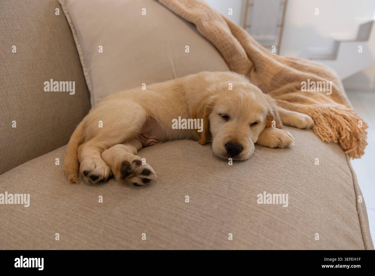 Il cucciolo dorato dorato si stendeva sul cuscino del divano beige, mostrando le zampe vicino al lancio della pesca Foto Stock