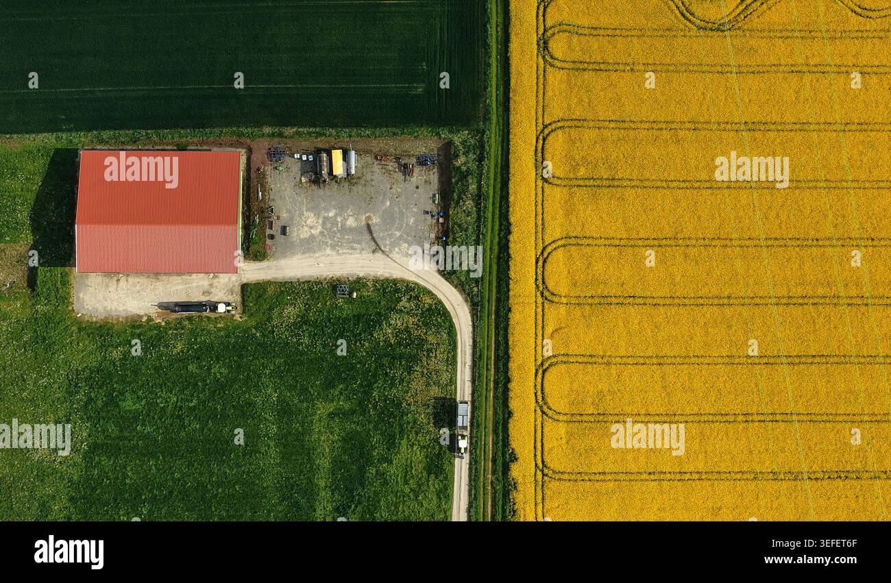 Vista aerea di un edificio agricolo con tetto rosso accanto a un vivace campo di colza giallo e a un terreno agricolo verde a Hofgeismar, Assia, Germania. Foto Stock