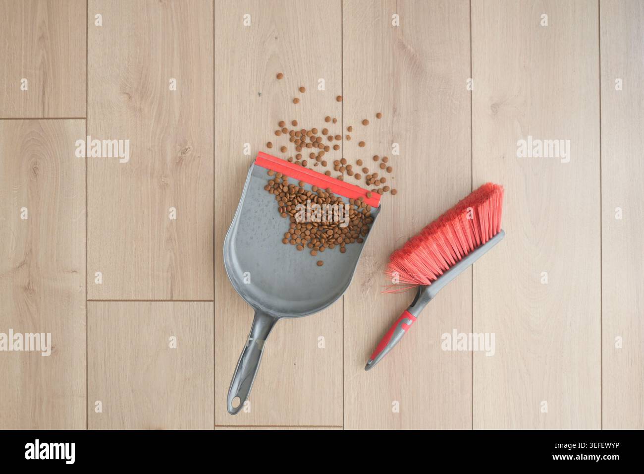Pulizia degli alimenti per animali domestici dal pavimento in un ambiente domestico Foto Stock