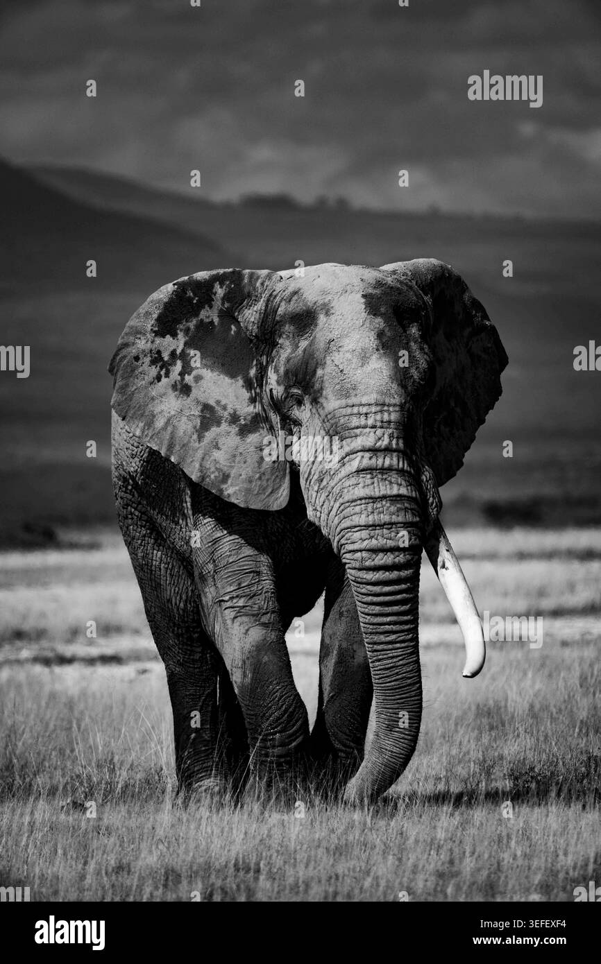 Un elefante maturo di zanne nel Parco Nazionale di Amboseli, nel Kenya meridionale. È noto per le sue grandi mandrie di elefanti e le vedute del monte Kilimanjaro. Foto Stock
