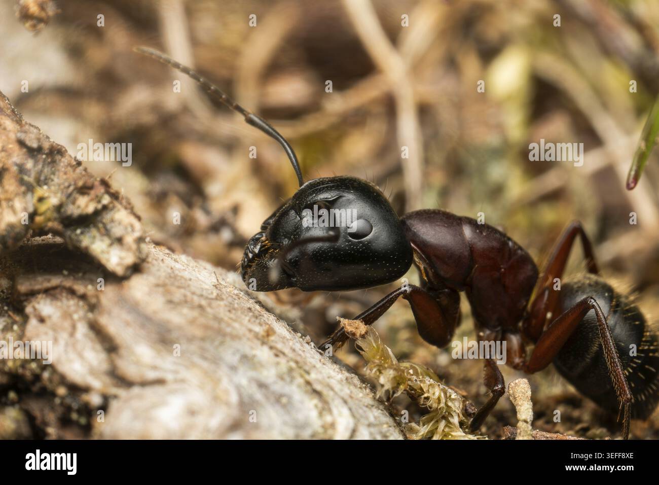 Camponotus ligniperda (Camponotus ligniperda), tra boschi morti sul fondo della foresta, Parco Nazionale della Foresta Nera, Baden-Wuerttemberg, Germania Foto Stock