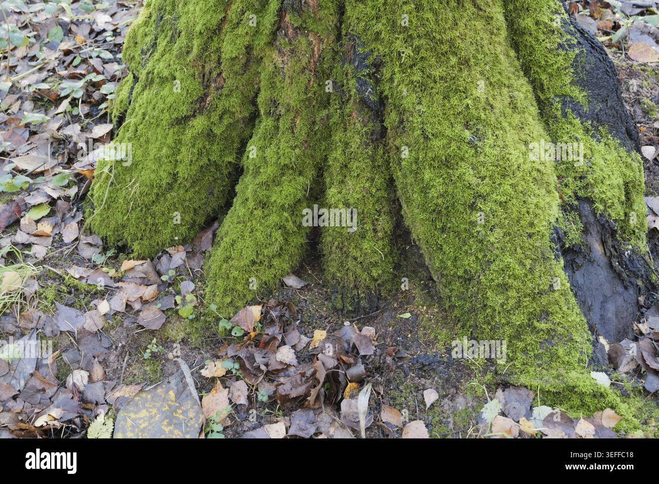 Tronco di albero ricoperto di muschio verde brillante nella foresta autunnale. Vista ravvicinata Foto Stock