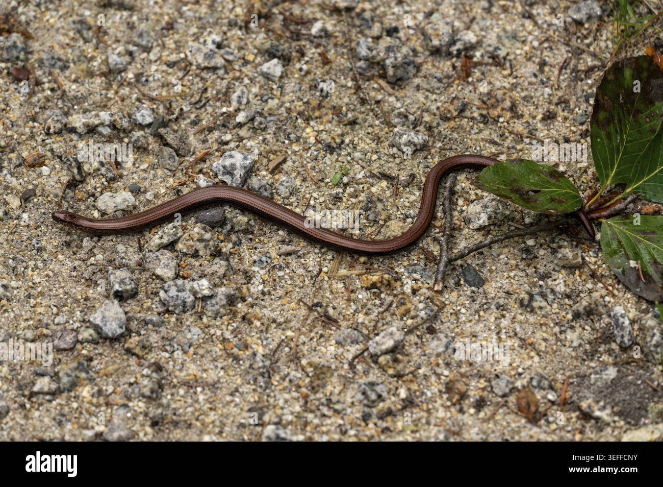 Si vede un serpente che scivola per terra. La superficie è fatta di terra e di piccole rocce con foglie verdi sparse nelle vicinanze. La luce del sole illumina il Foto Stock