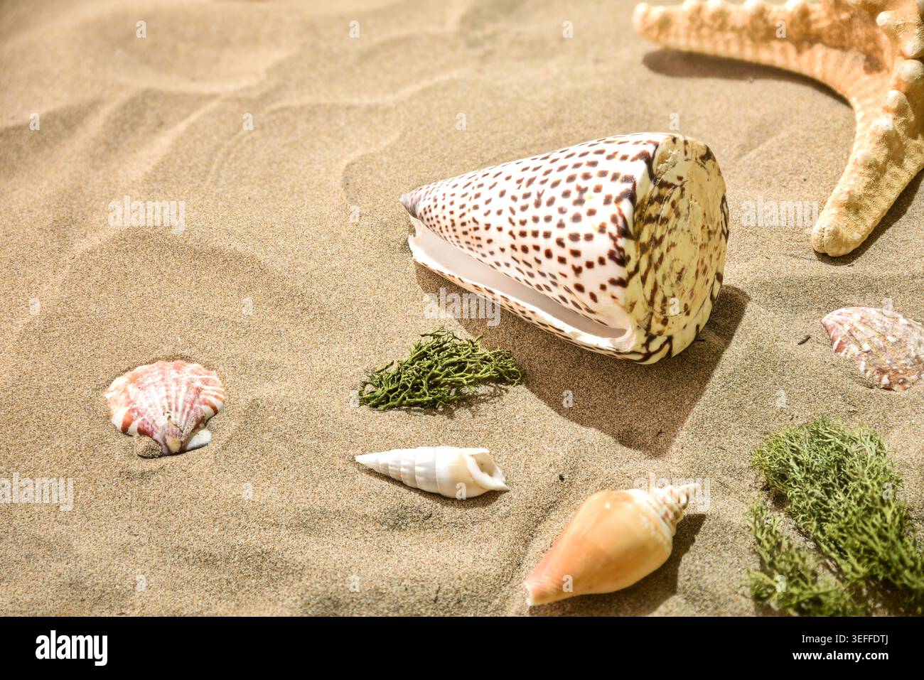 Conchiglia decorativa e stelle marine che riposano su sabbia dorata con alghe marine sotto la luce del sole tropicale sulla spiaggia. Foto Stock