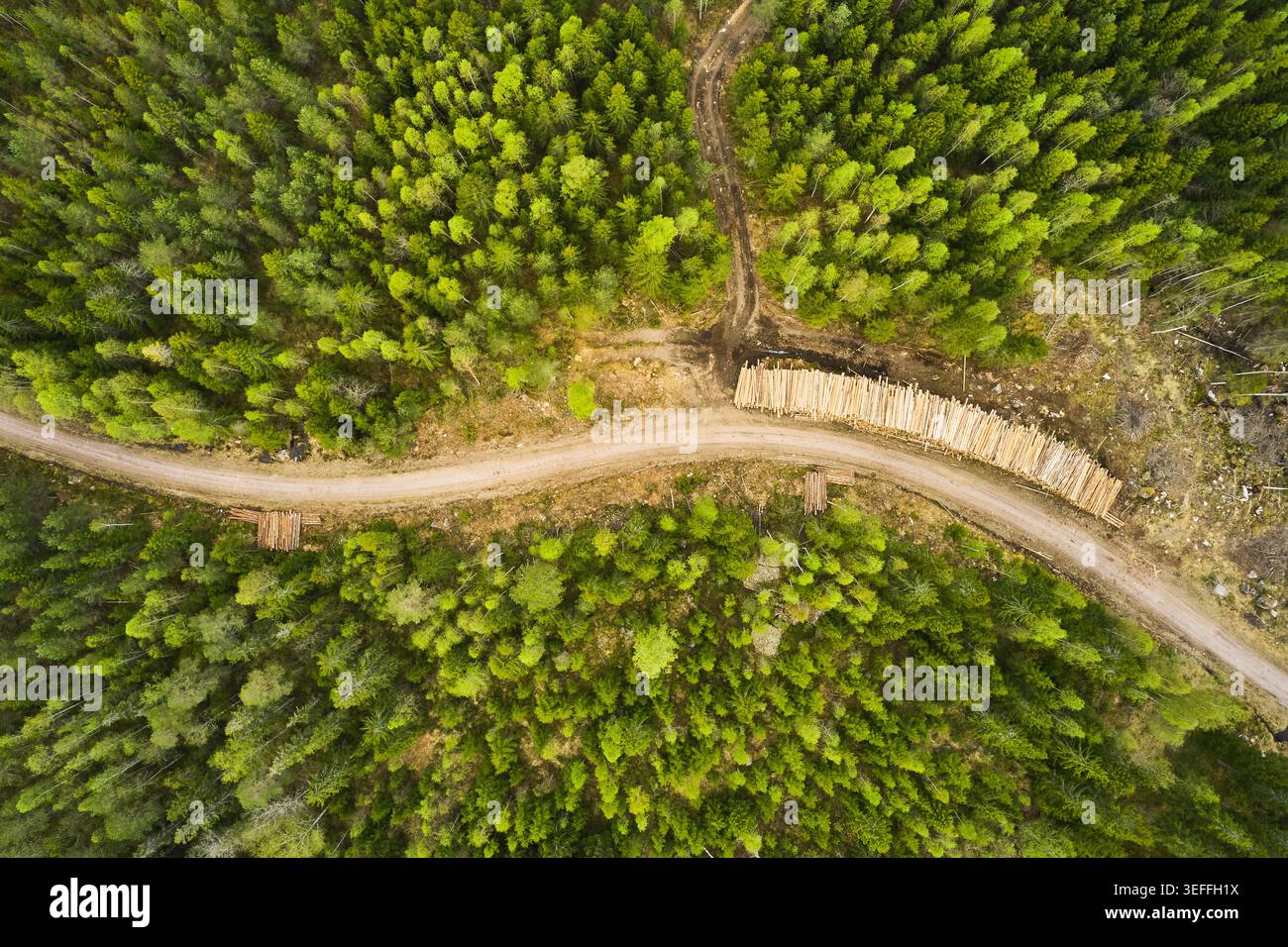 Veduta aerea di una strada forestale curva attraverso pinete, con un loggiato su un lato Foto Stock