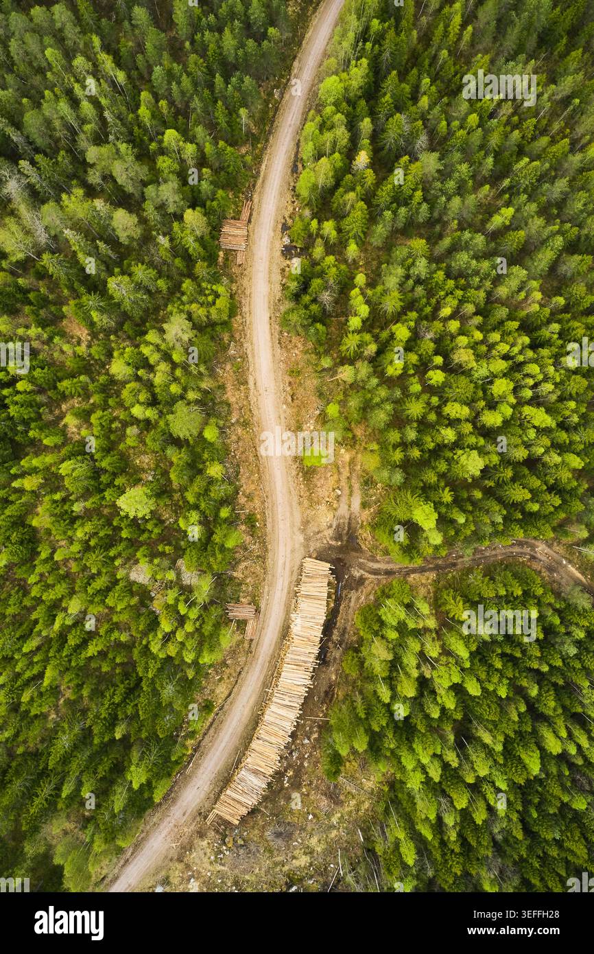 Veduta aerea di una strada forestale curva attraverso pinete, con un loggiato su un lato Foto Stock