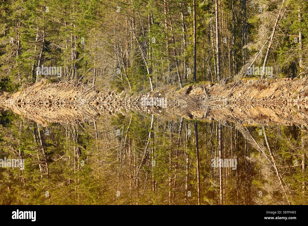 Gli alberi si riflettono perfettamente su un lago simile a uno specchio in Svezia Foto Stock