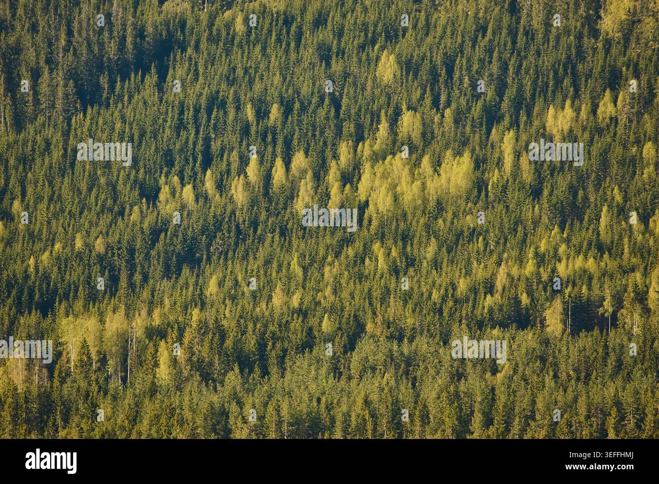La vegetazione verde brillante della primavera contrasta con il verde più scuro dei pini più antichi della campagna svedese Foto Stock