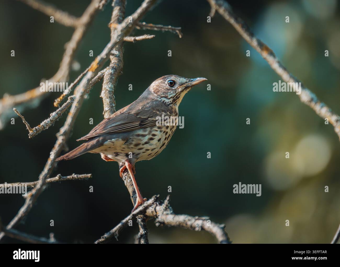 Un mucchio di canti (Turdus philomelos) si trova su un ramo di albero secco in un'area boscosa. L'uccello mostra piume marroni, un petto macchiato e un becco sottile. Foto Stock