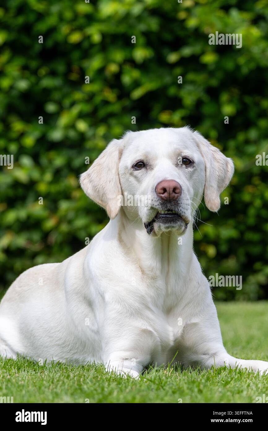 Il cane White labrador retriever riposa tranquillamente su un prato verde in un giardino estivo Foto Stock