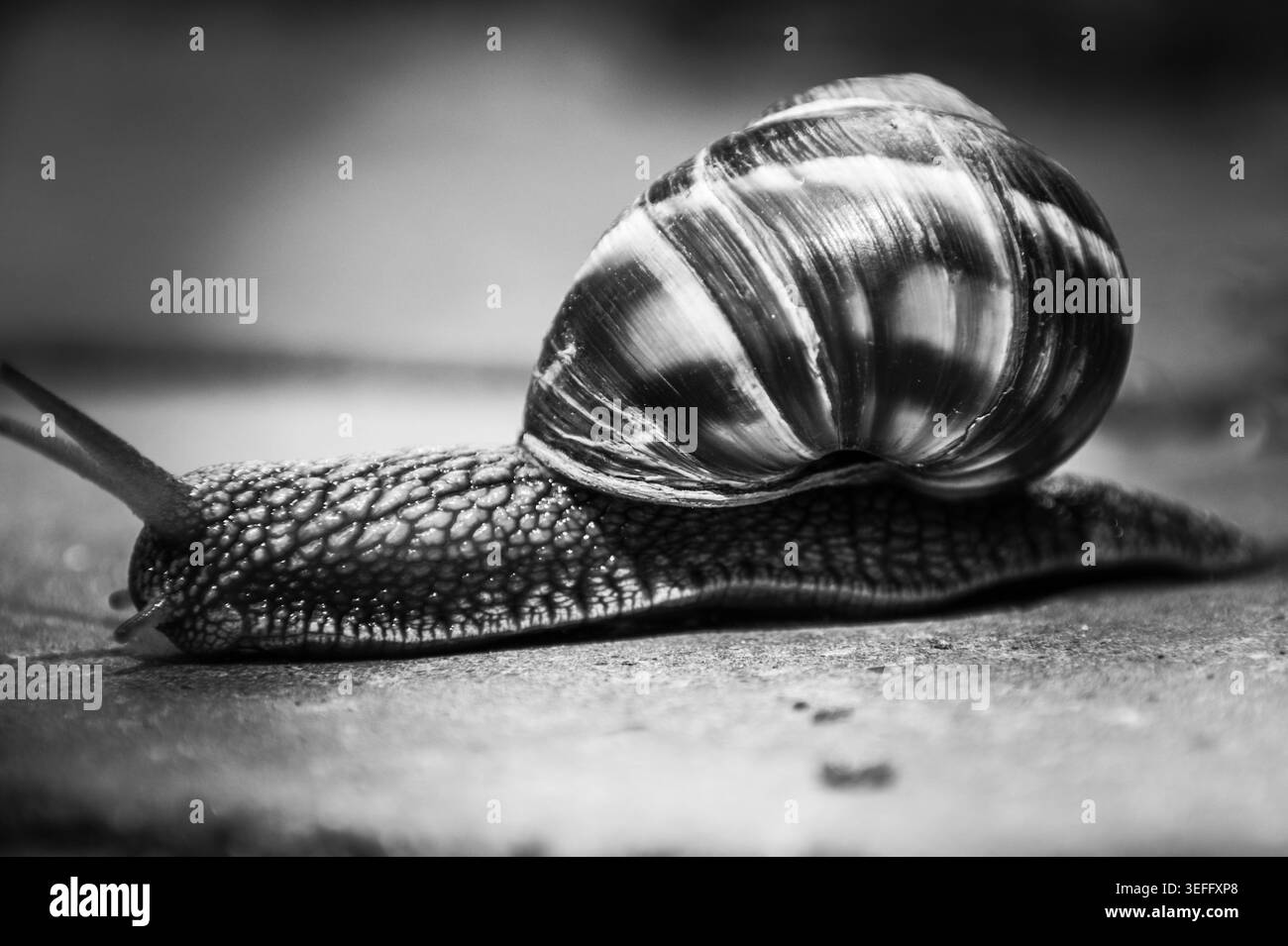 Piccola lumaca che si muove lentamente. Foto Stock
