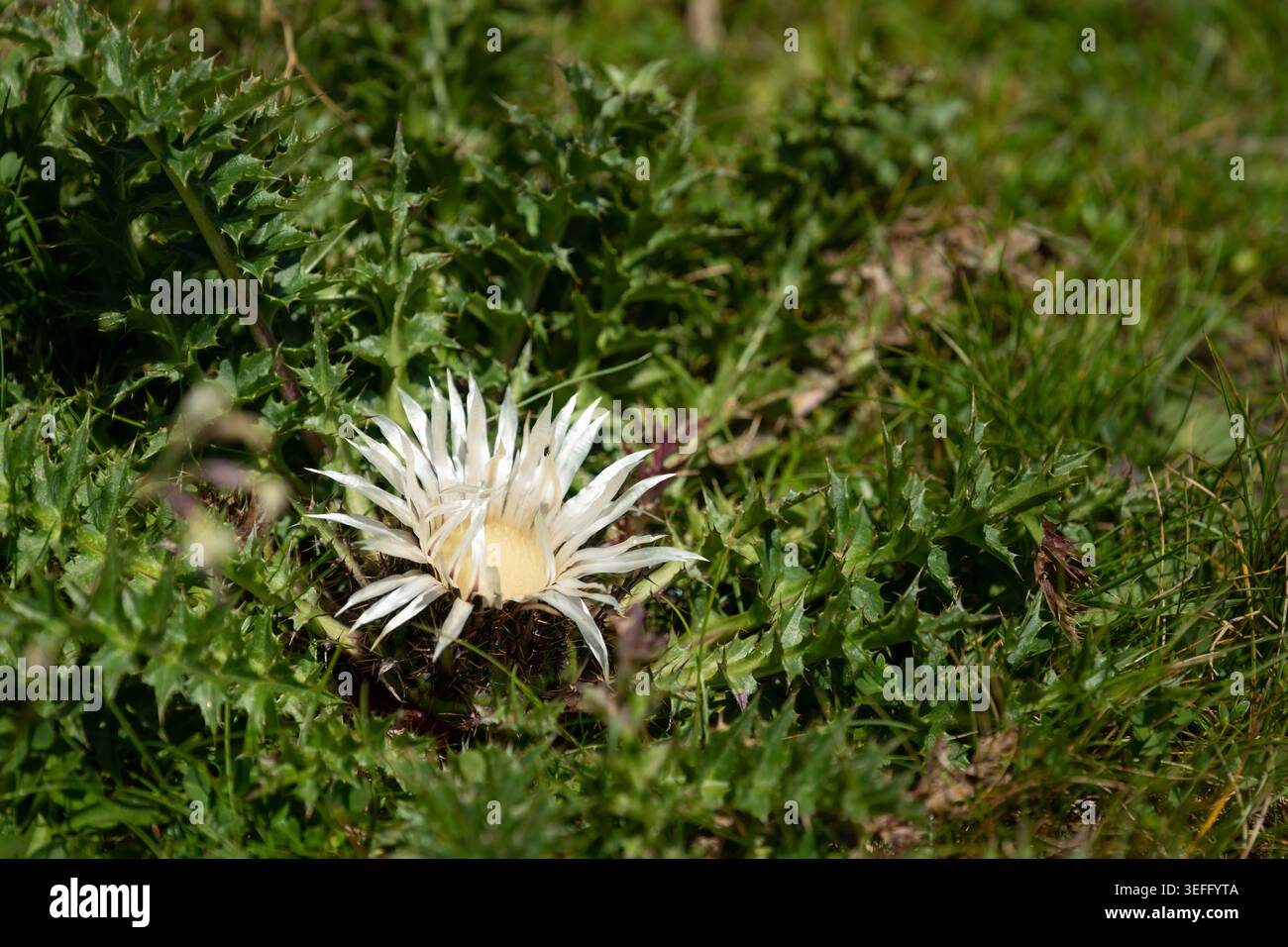 La rosetta Carlina acaulis del cardo d'argento fiorisce in basso sul prato di erba alpina soleggiata rosetta del cardo d'argento bianco Carlina acaulis con pinnate spinoso Foto Stock